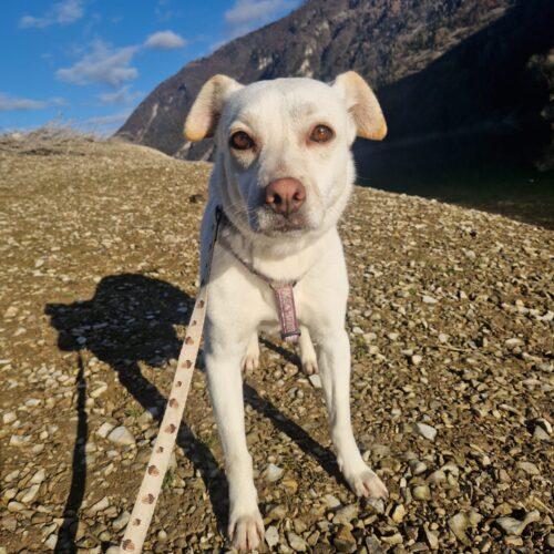 Bea - 3 Anni (Nata Indicativamente A Novembre Del 2022)  - Razza: Meticcio  - Taglia: Medio Piccola  